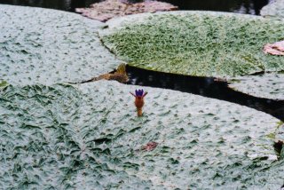 �t��˂��j���č炭�I�j�o�X