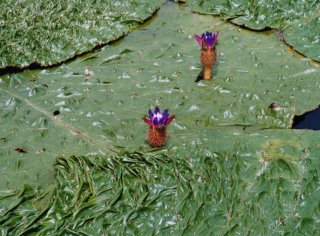 �I�j�o�X�́A�t��˂��j���ĊJ���܂��B